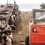 Conheca a Fazenda Fini referencia na pecuaria leiteira do Brasil