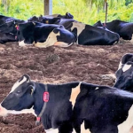 Producao de leite e destaque no segundo dia da Expoagro Afubra