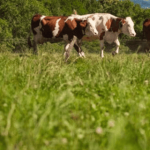 Produtores de Serafina Correa destacam avancos ocorridos na atividade leiteira