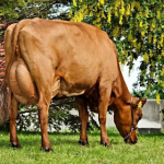 Conheca o melhor gado vermelho tambem conhecido como Danish Red