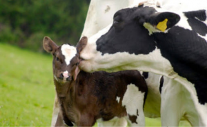 Vaca. Estudo estudo destaca a importância dos dias após a concepção na persistência na lactação de bovinos leiteiros.