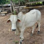 Produtor de leite do Banco da Terra em Juara investe em plantacao do cafe