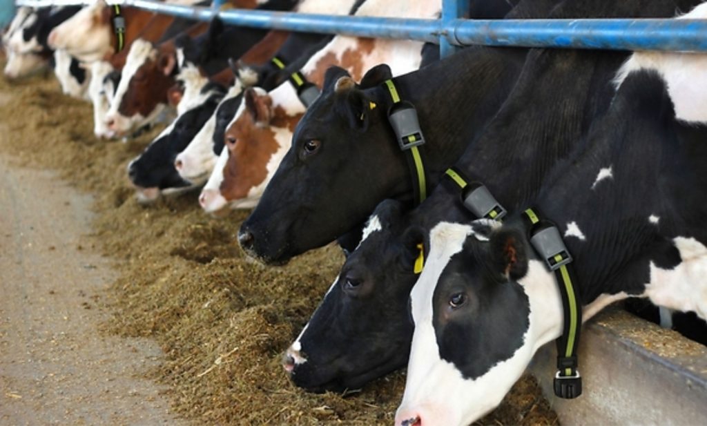A melhoria dos índices zootécnicos da fazenda reflete diretamente na produtividade, que é o grande desafio da pecuária leiteira no Brasil.