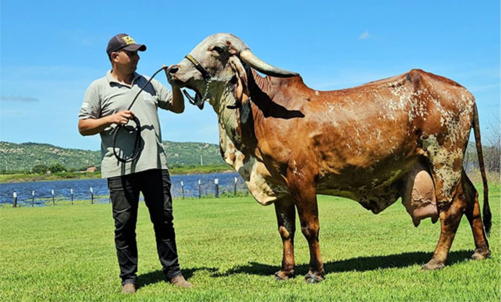 Garba. Além do rebanho bovino, Givago Barreto também cria cerca de 300 cabeças de ovelhas e carneiros da raça Santa Ynez, na Fazenda Timbaúba.