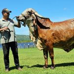 Garba. Além do rebanho bovino, Givago Barreto também cria cerca de 300 cabeças de ovelhas e carneiros da raça Santa Ynez, na Fazenda Timbaúba.