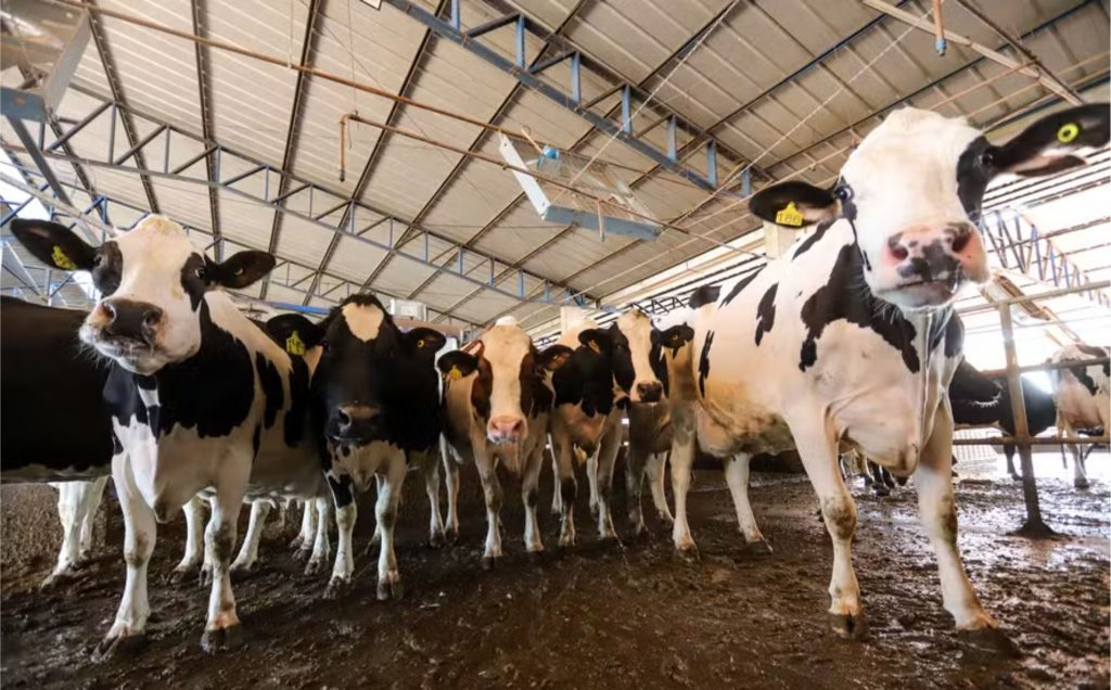 Metano. Suplemento aplicado diariamente à alimentação dos animais pode reduzir as emissões de metano em até 30% — Foto: Theo Marques