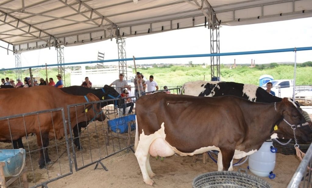 Projeto Fertilização in Vitro impulsiona produção leiteira no Ceará