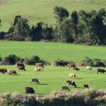 Producao. As propriedades confinadas apresentaram valores de excedente superiores à demanda agrícola.