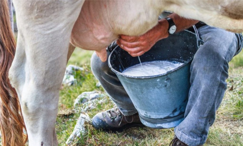 99% dos municípios brasileiros estão envolvidos na produção de leite