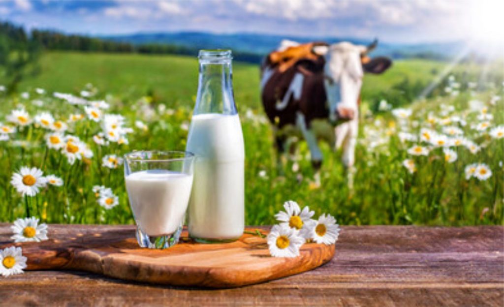 Dia Mundial do Leite ONU apoia também conscientização sobre benefícios do consumo do leite