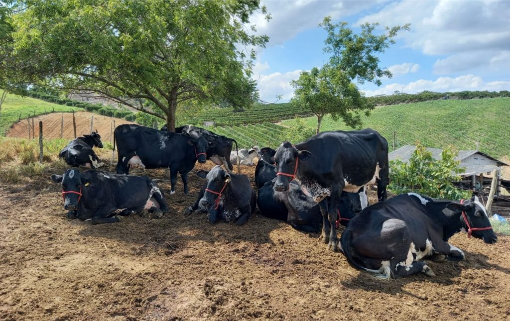 leite. Nivaldo tem 35 animais das raças Gir e Girolando, e todo alimento consumido pelo gado é produzido por ele na propriedade.