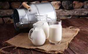 A produção do leite pode ser elevada por meio de ações de melhoramento genético.