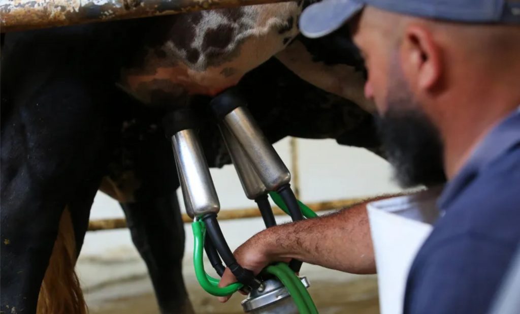 leite . Preço ao produtor está se recuperando, mas não pela boa negociação com a indústria, e sim pela falta de leite — Foto: Philippe Lima/Divulgação