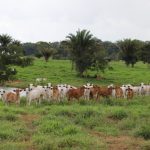 Aplicação de adubos e insumos no solo resulta na recuperação de nutrientes e melhoramento do solo, reduzindo a abertura de novas áreas de pastagens. Foto: Arinelson Morais/REM Cadeia Produtiva