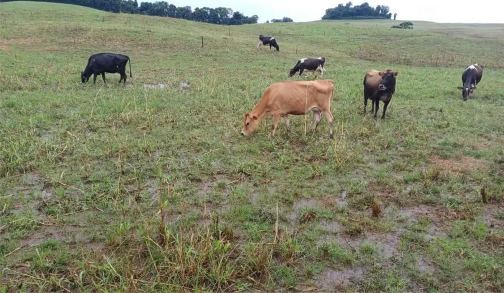 atividade. Segundo a Gadolando, de 40% a 50% dos produtores de leite do RS foram atingidos pelas chuvas — Foto: Emater-RS / Divulgação