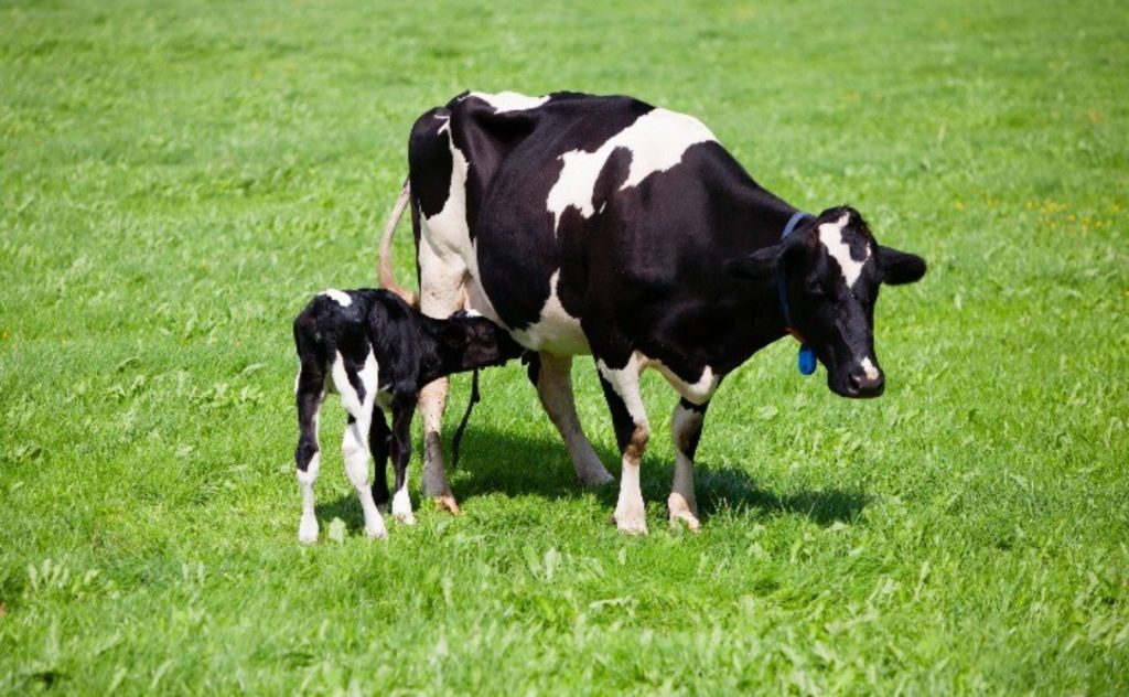 No periparto, as vacas leiteiras enfrentam o balanço energético negativo (BEN), um déficit de energia que ocorre devido à alta demanda de produção de leite e colostro.