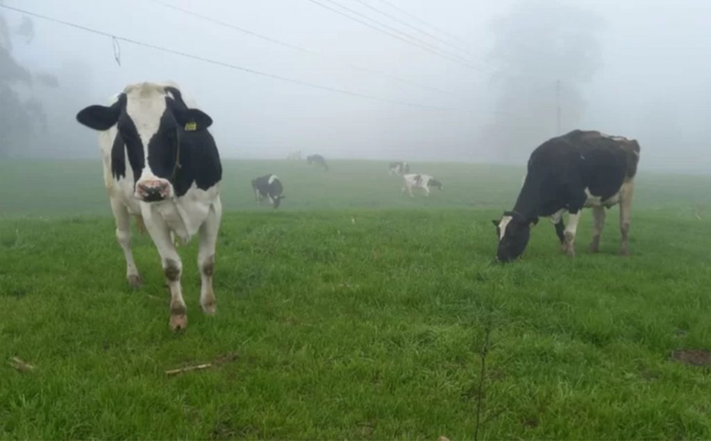 Pecuaristas enfrentam dificuldades para oferecer ração ao gado e escoar produção de leite | Foto: Gadolando / Divulgação / CP