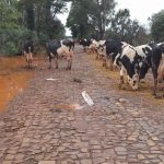 Produção “Além das instalações, do gado, da saúde do gado, vai precisar recuperar o solo”