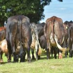 Girolando conheca as dicas de ouro para suplementar as vacas em lactacao