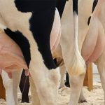 Mastite Bovina como prevenir a doenca que mais causa