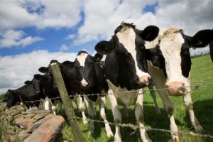 A queda na produção de leite na Argentina ainda não atingiu um patamar (Revista Chacra)