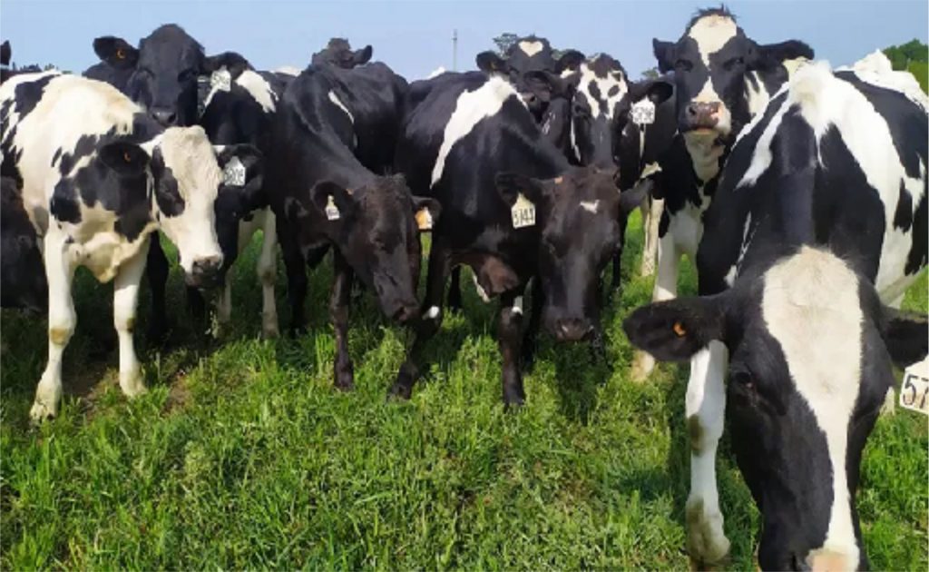As importações de lácteos do Brasil caíram 23% em maio, atingindo o nível mais baixo dos últimos 12 meses, uma notícia que pode prejudicar o Uruguai, que é o principal destino do setor de lácteos.De acordo com dados publicados no final de março pelo Instituto Nacional do Leite (Inale), o Uruguai subiu um degrau e se posicionou como o principal fornecedor de leite em pó integral do Brasil, ultrapassando a Argentina. Importação