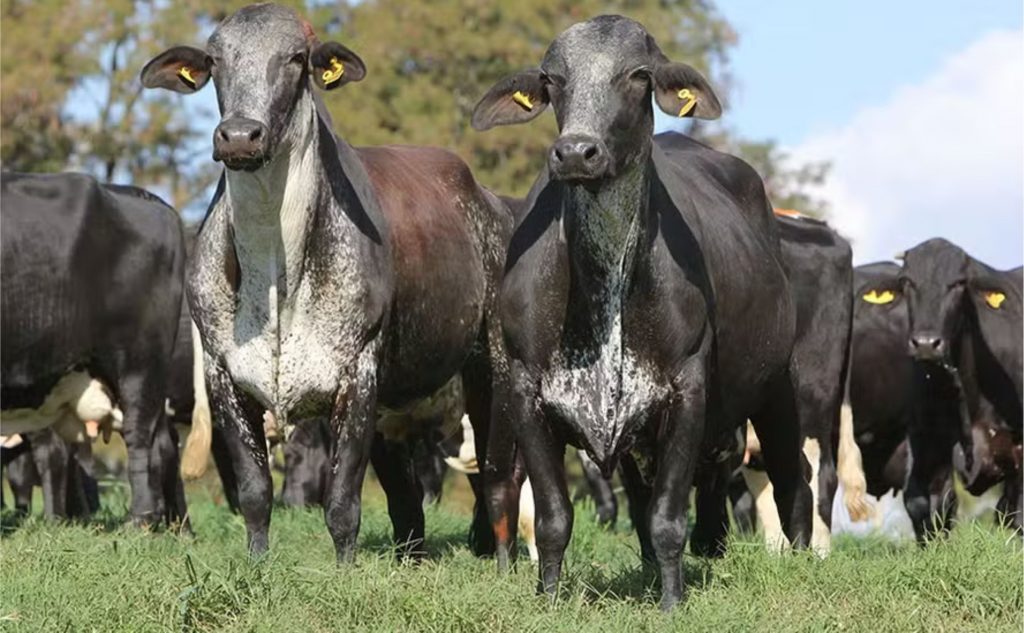 Genético - Mercado vem sinalizando crescimento de vendas de sêmen da raça Girolando — Foto: Divulgação/Girolando