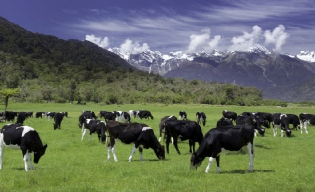Os laticínios representam cerca de 46% das emissões agrícolas da Nova Zelândia, com uma fazenda média emitindo 9,6 toneladas de GEE por hectare por ano. Imagem: Getty/pelooyen