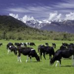 Os laticínios representam cerca de 46% das emissões agrícolas da Nova Zelândia, com uma fazenda média emitindo 9,6 toneladas de GEE por hectare por ano. Imagem: Getty/pelooyen