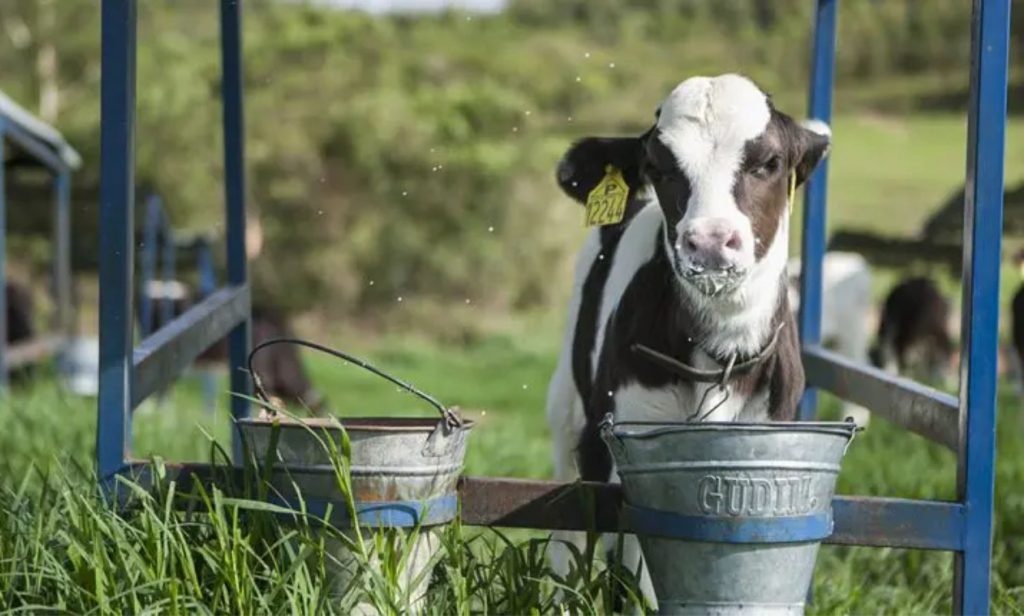 Bezerro - Cuidados adequados no início da vida desses animais não só impulsionam a saúde e o bem-estar deles, mas também maximizam seu potencial produtivo a longo prazo.