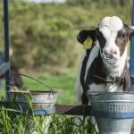 Bezerro - Cuidados adequados no início da vida desses animais não só impulsionam a saúde e o bem-estar deles, mas também maximizam seu potencial produtivo a longo prazo.