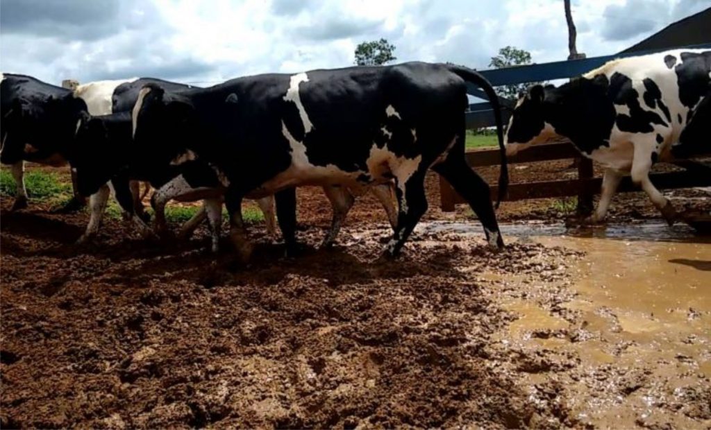 as baixas temperaturas e os danos nas pastagens e silos estão contribuindo para o estresse dos animais e impactando na produtividade leiteira.