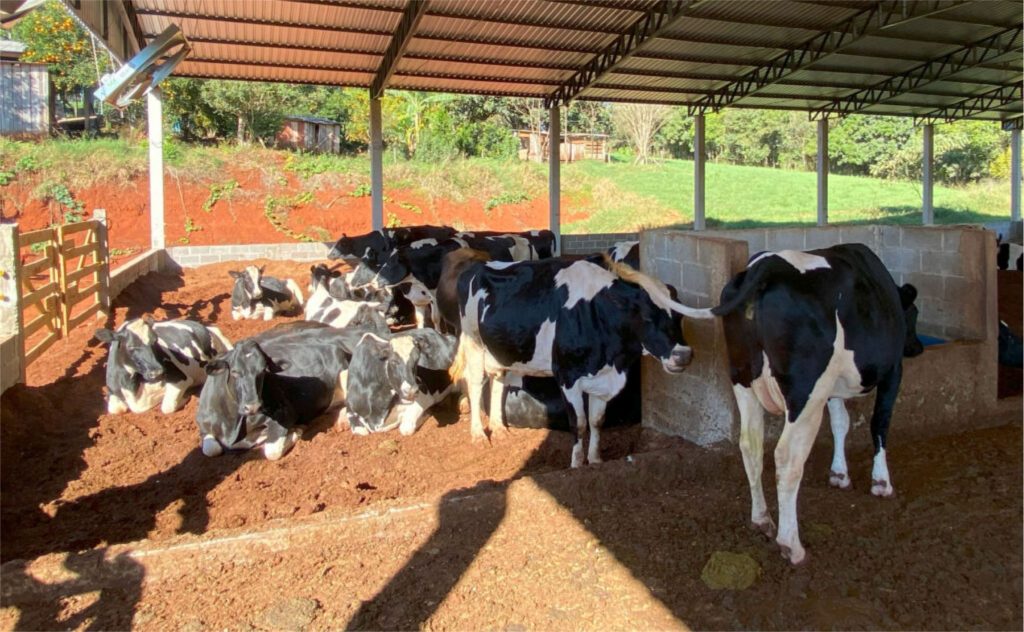 O sítio de Jussara e Edimar tem pouco mais de cinco alqueires de terra e, assim como eles, diversos produtores rurais com áreas de terra semelhantes optam pela produção leiteira.