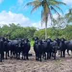 Planta industrial será inaugurada em outubro, na fazenda da Laguna