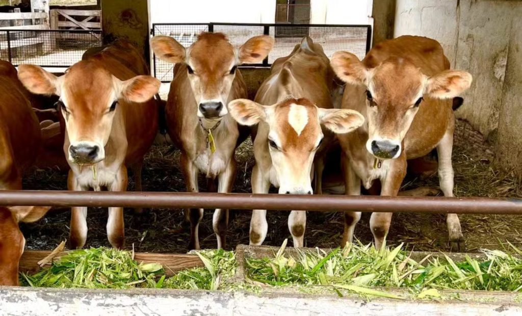 Gado Jersey do produtor certificado William Labaki, da fazenda Limoeiro, em Itu (SP) — Foto: Divulgação