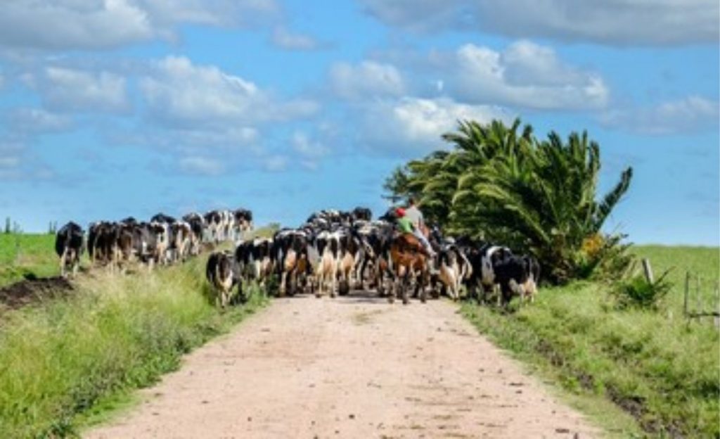 indústria láctea uruguaia está prosperando e fornecendo produtos de alta qualidade para o mundo.