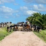 indústria láctea uruguaia está prosperando e fornecendo produtos de alta qualidade para o mundo.