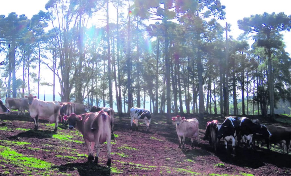 A adoção de tecnologias de ponta tem sido um diferencial para os produtores de leite no Paraná.