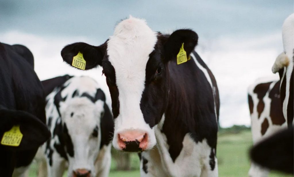 Reino Unido registra caso atípico de mal da vaca louca, informa autoridade sanitária Jakob Cotton/ Unsplash