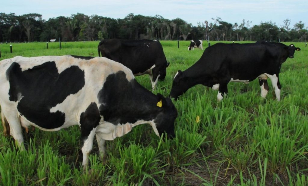 Em comemoração ao Dia Mundial do Leite, 1° de junho, é possível evidenciar a significativa produção de leite no estado, por meio do Programa de Desenvolvimento da Pecuária Leiteira do Estado de Rondônia (Proleite).