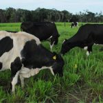 Em comemoração ao Dia Mundial do Leite, 1° de junho, é possível evidenciar a significativa produção de leite no estado, por meio do Programa de Desenvolvimento da Pecuária Leiteira do Estado de Rondônia (Proleite).