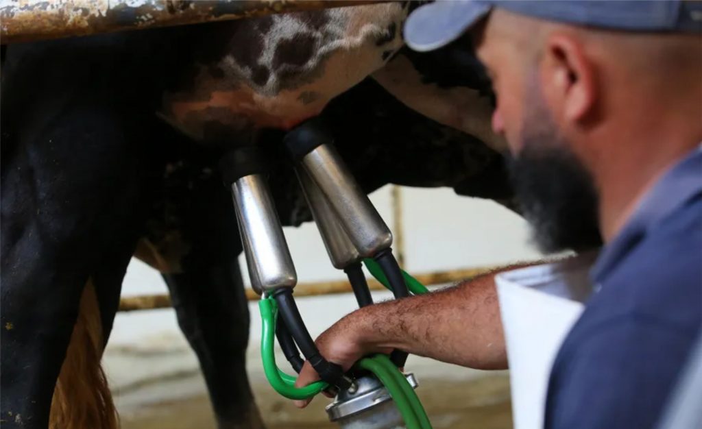 O pagamento do leite entregue em maio pelos produtores tiveram aumento de preço em todos os Estados — Foto: Philippe Lima/Divulgação