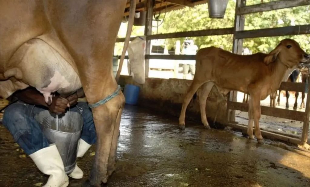 ASN Nacional - Agência Sebrae de Notícias O setor leiteiro está presente em cerca de 99% dos municípios brasileiros e emprega mais de 4 milhões de pessoas. Foto: Marcelo Camargo/Agência Brasil
