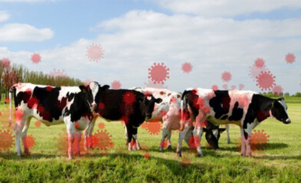 A gripe aviária infectou vacas leiteiras em mais de 80 rebanhos em 10 Estados desde o final de março, de acordo com o USDA.