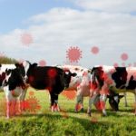 A gripe aviária infectou vacas leiteiras em mais de 80 rebanhos em 10 Estados desde o final de março, de acordo com o USDA.