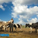 A pecuária leiteira é muito mais do que ordenhar uma vaca.