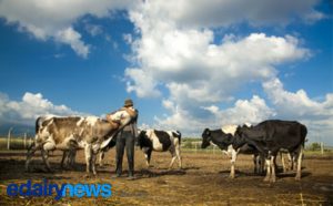 A pecuária leiteira é muito mais do que ordenhar uma vaca.