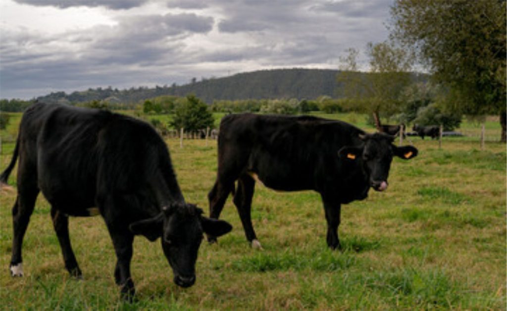 O sistema beef-on-dairy foi o que chamou a atenção das partes interessadas em toda a cadeia – confinamentos, laticínios, produtores de alimentos, fornecedores de sementes , empresas de ração e frigoríficos. Beef on dairy