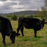 O sistema beef-on-dairy foi o que chamou a atenção das partes interessadas em toda a cadeia – confinamentos, laticínios, produtores de alimentos, fornecedores de sementes , empresas de ração e frigoríficos. Beef on dairy