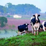 As enchentes destacam a vulnerabilidade da infraestrutura e da produção agropecuária do Estado frente a eventos climáticos extremos